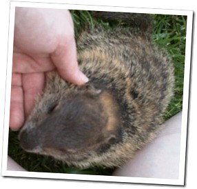 Philip J. Whistlepig